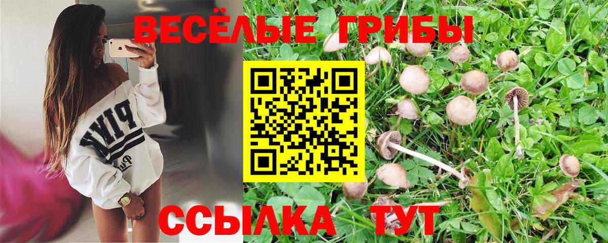 Псилоцибиновые грибы Psilocybe Отрадное
