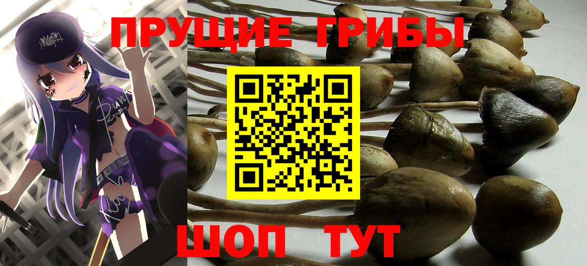 где купить наркоту  Галлюциногенные грибы Psilocybine cubensis  Вход с VPN  Отрадное  Галлюциногенные грибы Magic Shrooms 